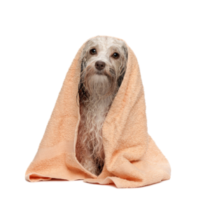 Baño completo para perro