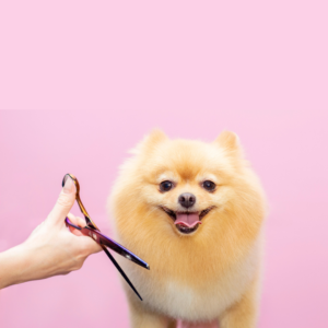 Corte completo perro