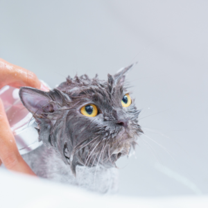 BAÑO COMPLETO PARA GATO