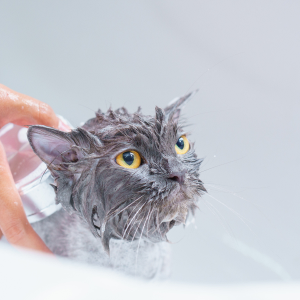 BAÑO COMPLETO PARA GATO