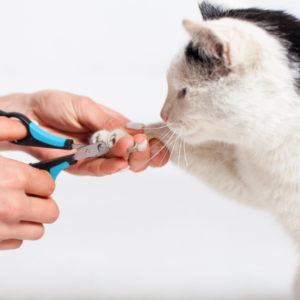 Mantenimiento básico gato