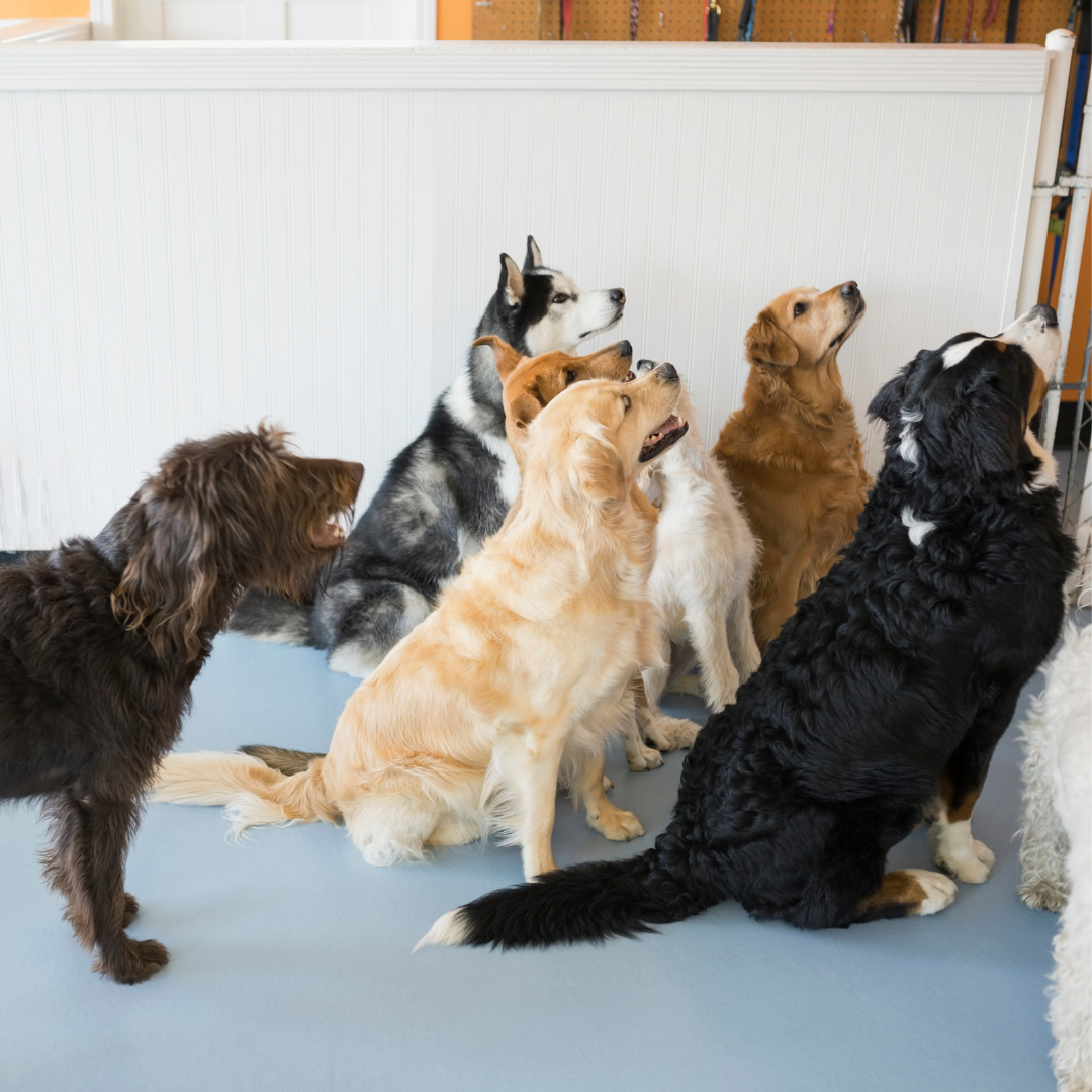 Guardería de mascotas perros y gatos