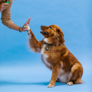 Adiestramiento canino