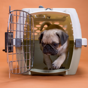 trasnporte de mascotas perros y gatos